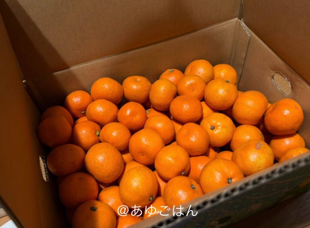 小さなサイズのみかんがいっぱい